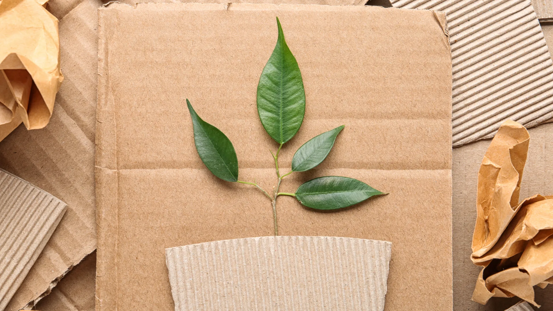 Flat lay composition with pieces of cardboard and green branch. Recycling problem.